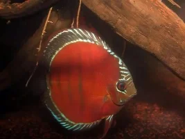 My Discus...........