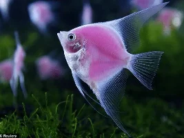 Unpopular Opinions (fish related)