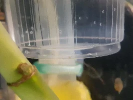 First cherry barb fry!!! But hatched in shrimp tank??? Lol