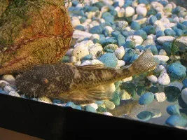 Bristlenose Ancistrus but the same species?