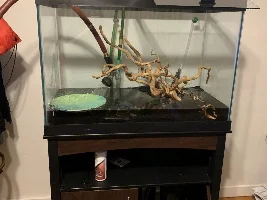 65 gallon angelfish tank diary