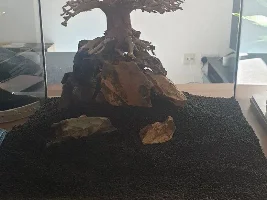 Nano Bonsai Tank