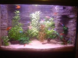 June 2015 - Tank Of The Month Competition Entries