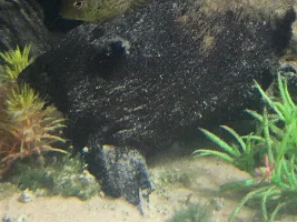 Male or female?
