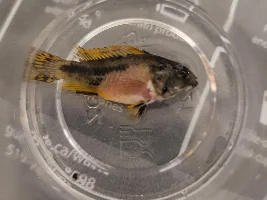 What happened to my Apistogramma cacatuoides double red.