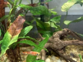 Clamped find on endler