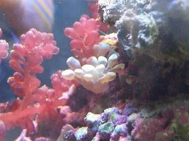 Anemone Or Hammer?
