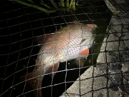 Golden Orfe has lost its buoyancy