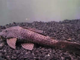 Very high Nitrates even after major water changes