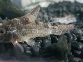 Nodules on Cory and other Corys recovering from something unknown
