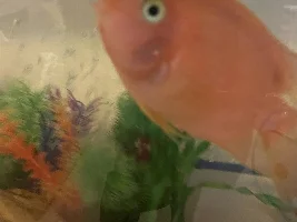 Is there something wrong with his cheeks?
