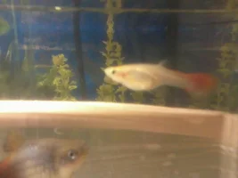 Is My Guppy Ready To Drop
