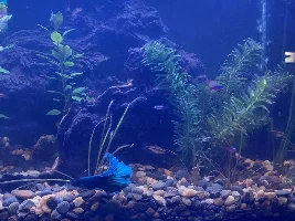 Newbie