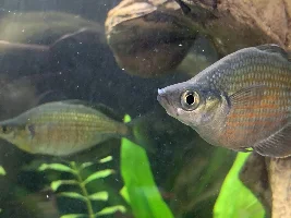 Rainbowfish Cottonmouth? Outbreak
