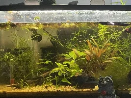 help planning for ten gal stocking