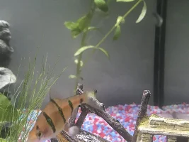 Which fish are these?