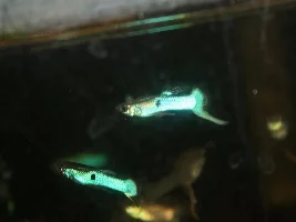 Japan blue guppies