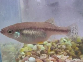 Breeding Ilyodon Cortesae "freckled Splitfin"