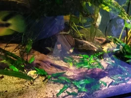 Slimmed Down Fish Room Journal