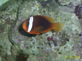 Eelzor's Marine Fish Gallery