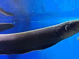 Ripley's Aquarium of Canada 2026