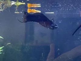 Molly with white spots. Is it fungus?