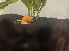What is on my driftwood?