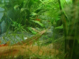 Mystery baby fish