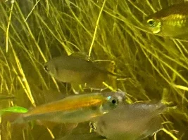 it's certainly entertaining, but is it mean to the fish???