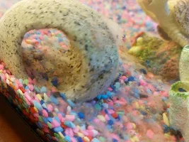 Please help, is this fish egg fungus????