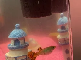 How long until birth