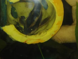 New to group, need help identifying fish.