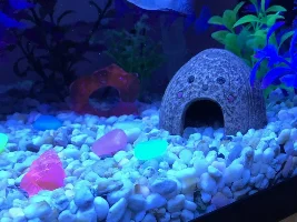 Two different marks on different fish