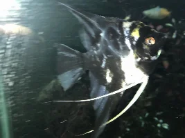 Unknown disease on Angel fish scales