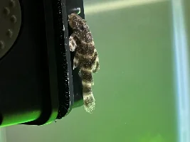 Does my Clown Pleco Have Ich?