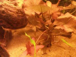 20 gallon update! With pics!