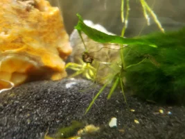 2.5 Gallon Scud Jar