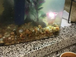 My glofish looks bloated can anyone help?