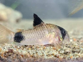 55g Rebuild