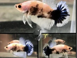 New betta breeding pair.
