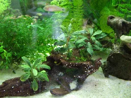 Tank idea step 1