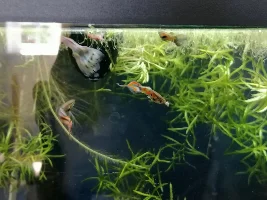 Guppy endler tail differences!