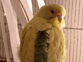Does anyone have experience with budgies?