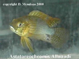 Pictures of Fish & Set Ups ( a few )
