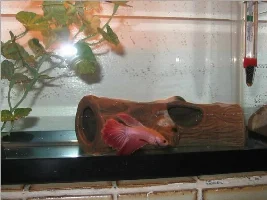 Won fish on Aquabid yay!