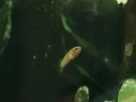 Betta Coccina Breeding Tank