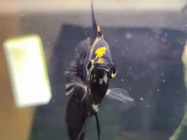 Angelfish Popeye (I think) won't go away