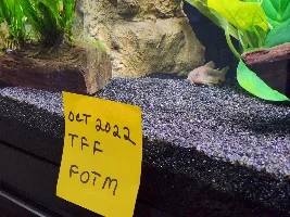 Vote Now - October 2022 Fish of the Month Contest (Catfish)