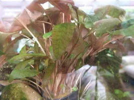 New Plants Id