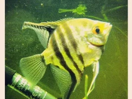 Free Angelfish - St8 Post Code
